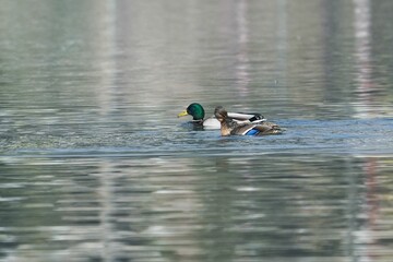 Mallard ducks leisurely paddling in a tranquil body of water