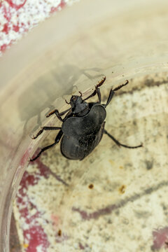 Macro shot of a mervoed beetle.