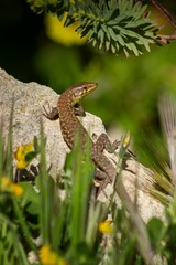Vertical shot of a lizard perched atop a stone surrounded by lush green vegetation