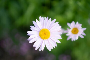 Fototapeta premium Closeup of blooming white daisy flower