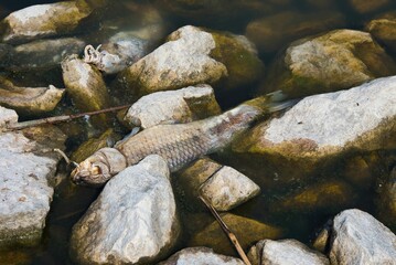 dead fish in the polluted Lake Karla, environmental pollution, climate change. Greece