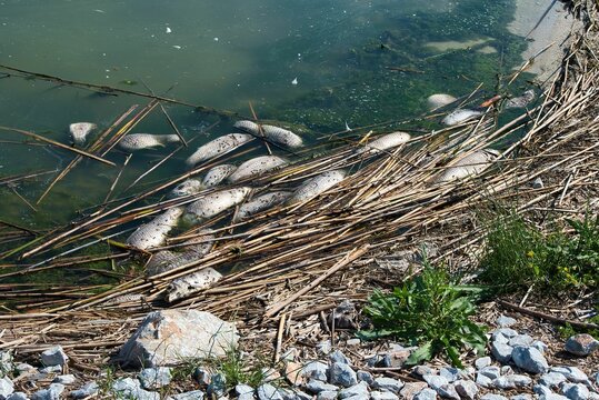 dead fish in the polluted Lake Karla, environmental pollution, climate change. Greece