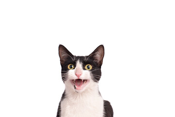 gato maullando