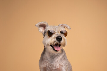 perro con lentes