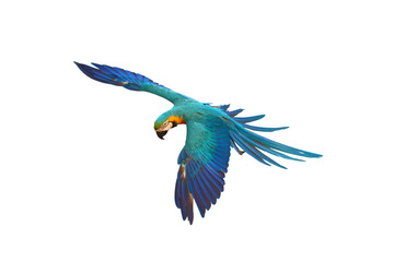 Gracefully flying parrot isolated on transparent background png file
