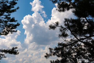 Beautiful clouds through pine branches
