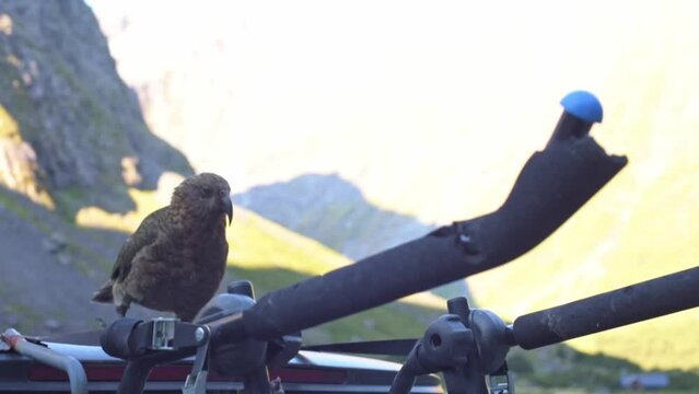 New Zealand Kea Bird wanting to hitch a rideNew Zealand, South Island, wild Alpine Kea Parrots, trying to vandalise a car.