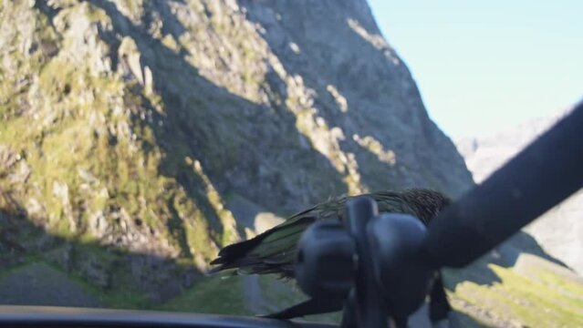 New Zealand, South Island, wild Alpine Kea Parrots, trying to vandalise a car.