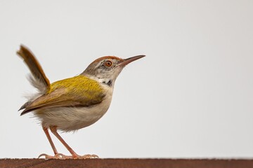 Image of a Tailorbird perched atop a rooftop, surveying its surroundings