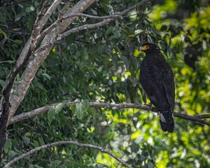 Selective focus shot of a crested serpent eagle perched on a branch