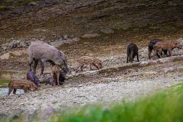 Group of wild boars (Sus scrofa) ascending a steep hillside with lush grass and rocky terrain