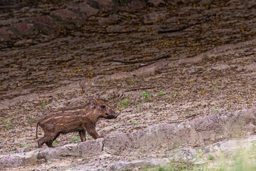 Adorable wild boar walking up a grassy hill