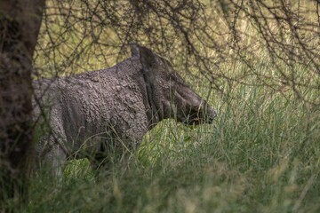Wild boar (Sus scrofa) standing in a lush grassy landscape