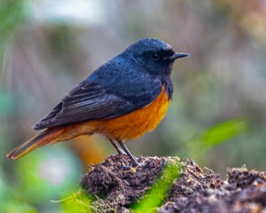 A Black Redstart resting