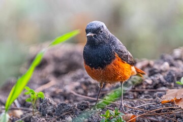 A Black Redstart resting on ground