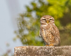 A Spotted owl resting