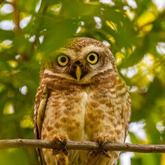 A Spotted Owl looking direct