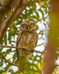 A Spotted Owl perching