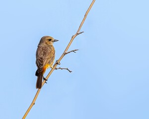 a bird sitting on a branch in a tree with blue skies