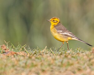 Closeup of a yellow wagtail perched in a lush, green grassy area on a sunny, summer day