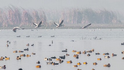 Peaceful scene of a flock of Mallard ducks swimming on a tranquil lake