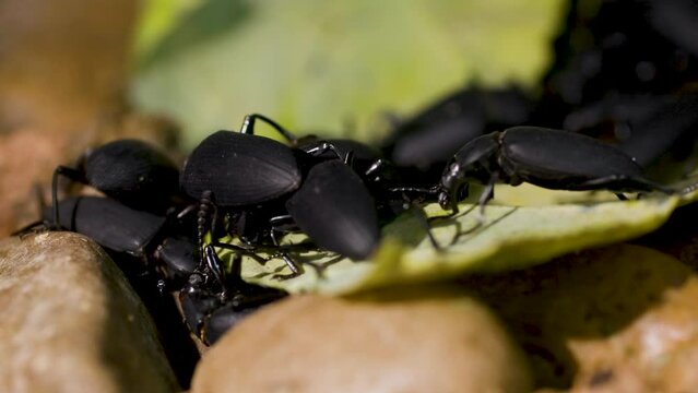 Macro of darkling beetles eating a leaf.
