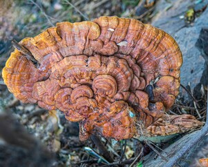 the large mushroom fungus grows on a dead tree stump in the woods