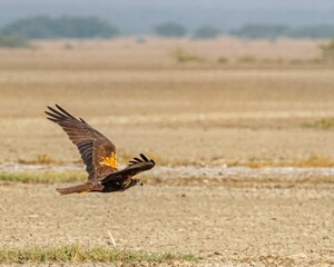 Shot of an eagle soaring through the air very close to the ground