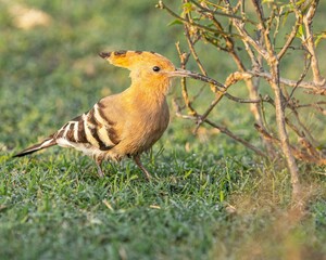 Closeup of a Eurasian hoopoe perched on a grassy field