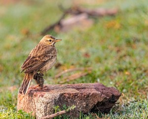 Oriental Skylark on the soil in front of a lush backdrop of green foliage