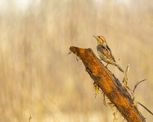 a Eurasian wryneck bird perched on a brancch