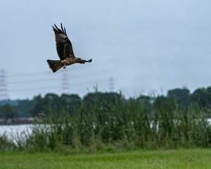 Majestic falcon bird soaring gracefully over a tranquil landscape of lush green grass