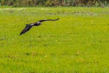 Steppe species soaring over a vibrant and lush field of grass, embraced by the natural landscape