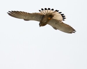 Majestic hawk glides through the sky its wings spread wide as it gracefully soars through the air