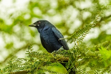 Isolated American crow on a leafy tree branch in a lush green forest