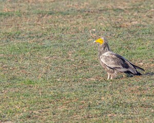 Vulture bird standing atop a lush green grassy field