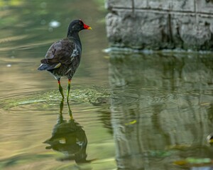 Common Gallinule standing in the clear shallow pond water surrounded by large rocks