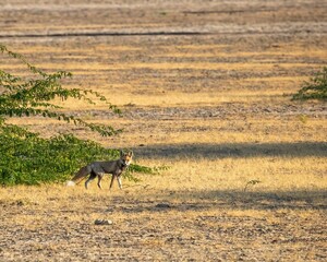 a lone fox in a barren field next to a tree