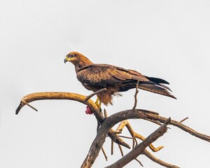 Majestic golden eagle perched atop a tall tree, looking out onto its surroundings