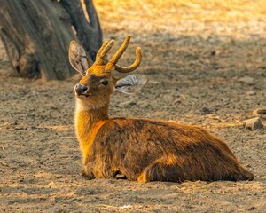 Cute brown deer with short antlers restng on a dry field