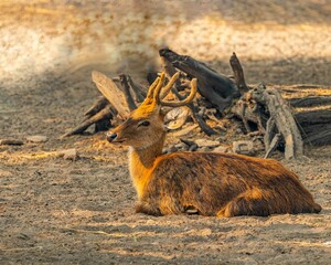 Cute brown deer with short antlers restng on a dry field