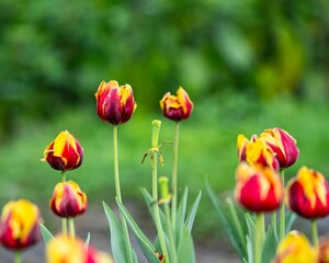 Vibrant scene featuring a lush garden of small tulips set against a backdrop of green bushes