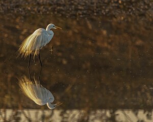 Great egret (Ardea alba) wading in the water