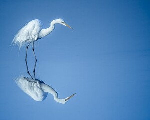 Great egret (Ardea alba) wading in the water
