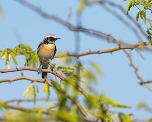 Wheatear perched on a tree