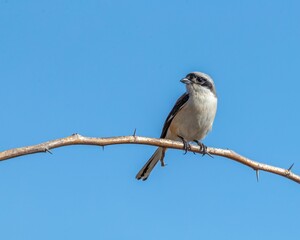 Bay-backed shrike (Lanius vittatus) perched on a tree
