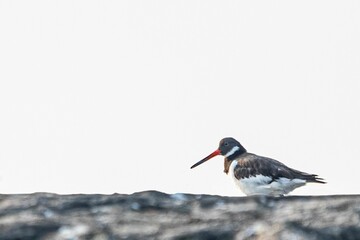 a closeup of a Eurasian oystercatcher bird perched on a stone border