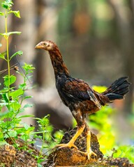 Brown-feathered ayam perched atop a wooden stump in a tranquil forest setting