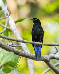 Brightly colored Asian fairy-bluebird (Irena puella) perched atop a tall evergreen tree