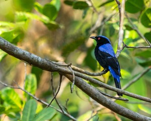 Brightly colored Asian fairy-bluebird (Irena puella) perched atop a tall evergreen tree